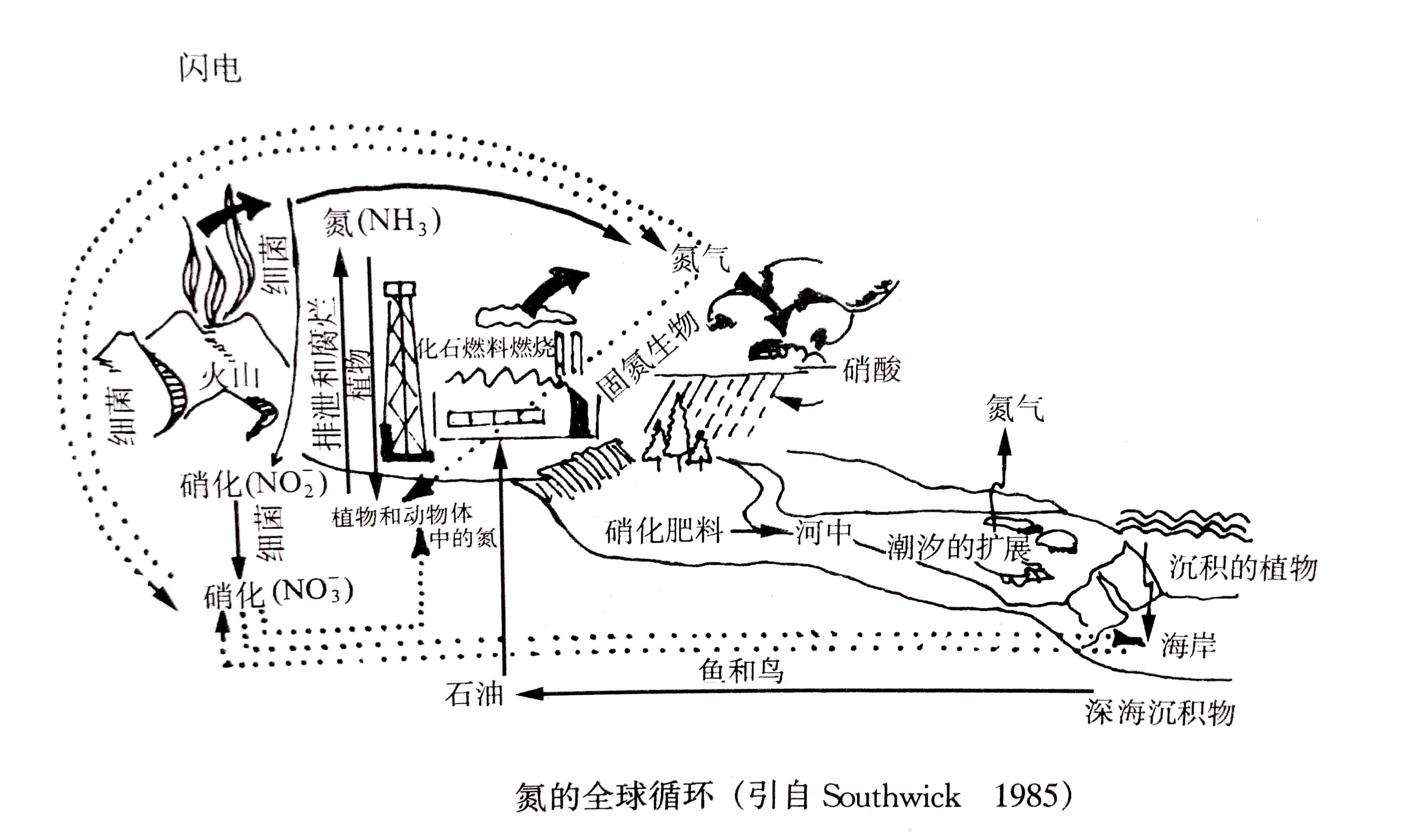 生態系統的物質循環——氮、磷、硫循環